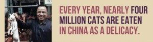 facts-about-cats-4