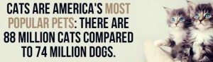 facts-about-cats-5
