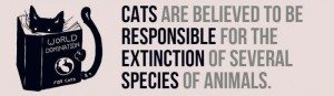 facts-about-cats-9