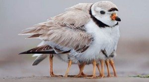 power-of-parental-love-1