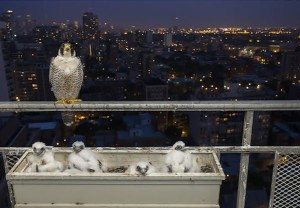 power-of-parental-love-10