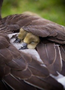 power-of-parental-love-17