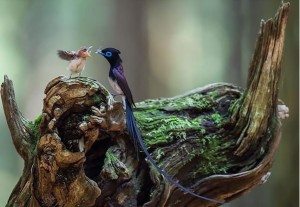 power-of-parental-love-2