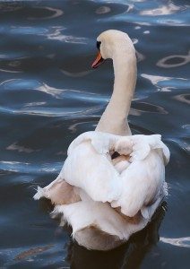 power-of-parental-love-20