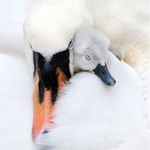 power-of-parental-love-3