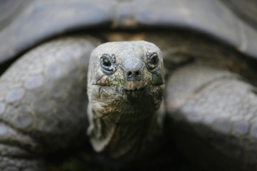 giant-tortoise