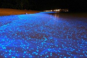 incredible-nature-14