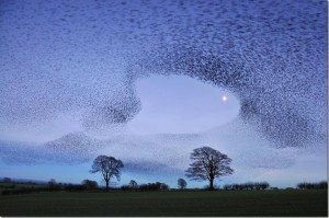 incredible-nature-38