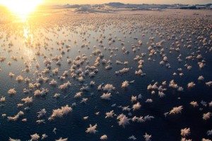 incredible-nature-5