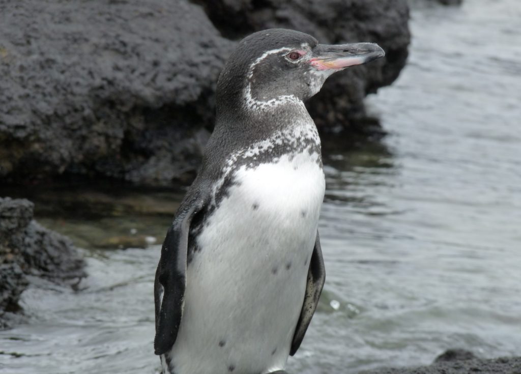 Galapagos-Adult