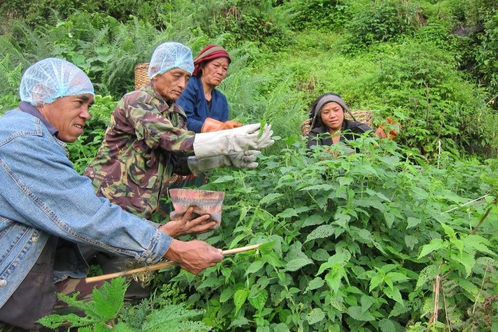 hand-touching-stinging-nettles