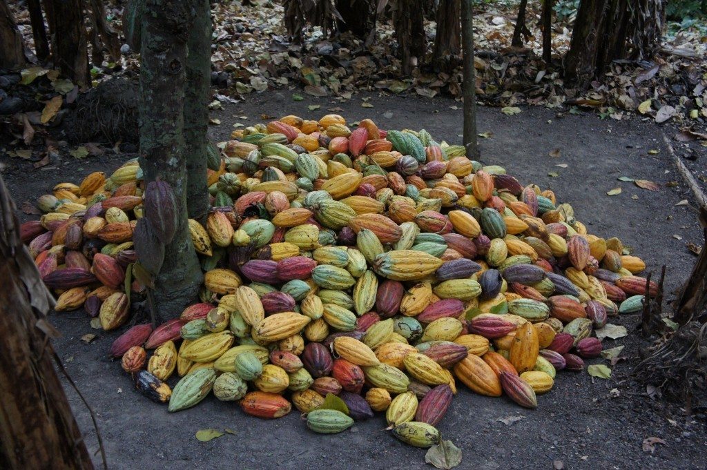 origins-of-chocolate