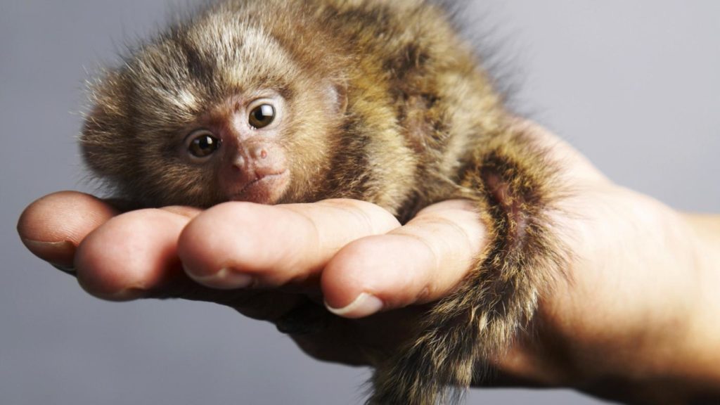 pygmy-marmosets