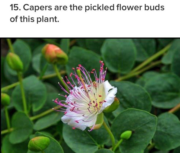 nature-fact-15