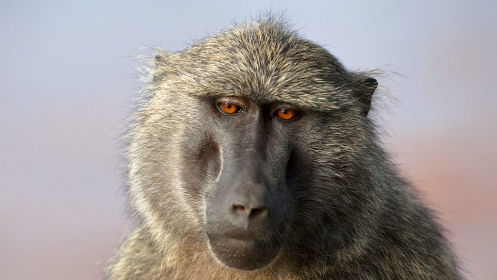 baboon