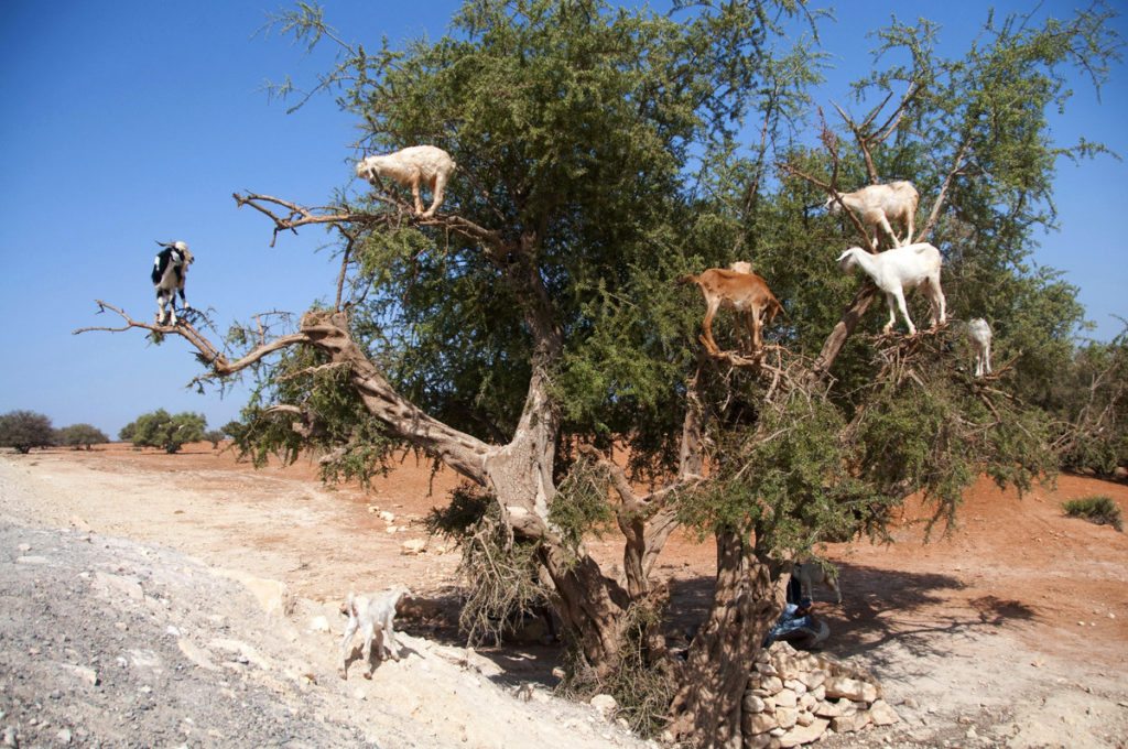 goat-gymnasts