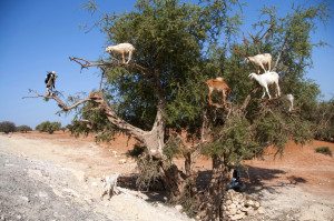 goat-gymnasts