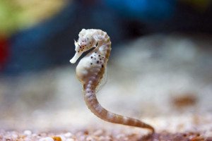 seahorse