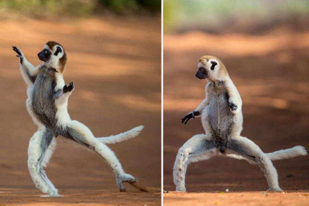 sifaka-lemur