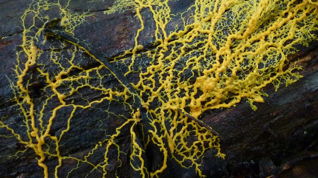 slime-mould