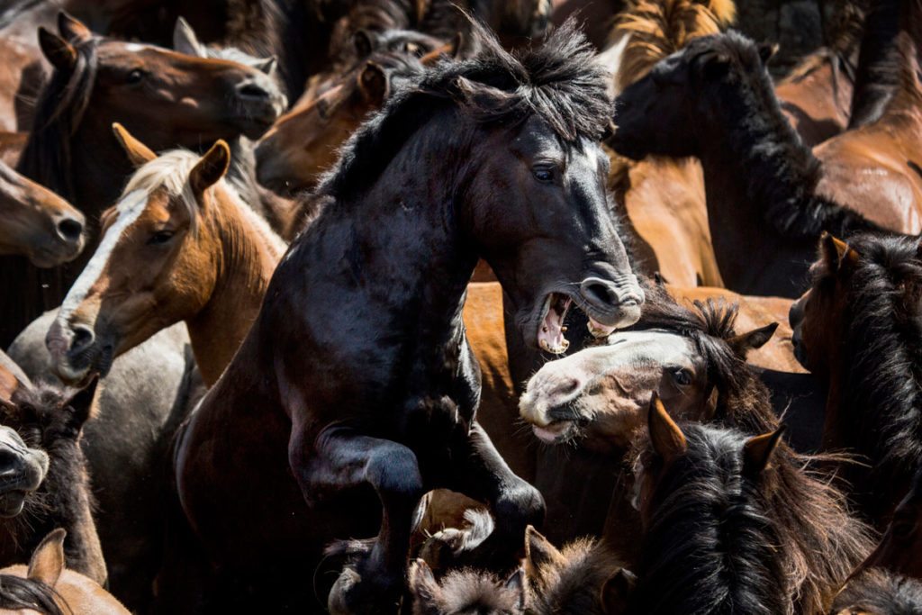 smithsonian-photography-contest-2