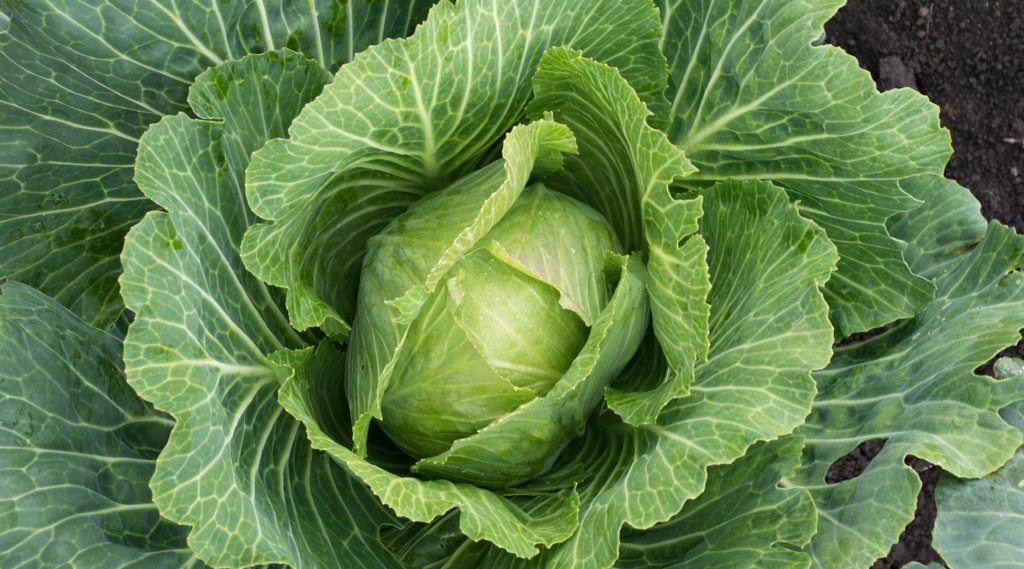 cabbage