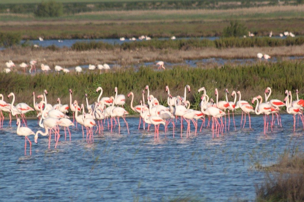 flamingos