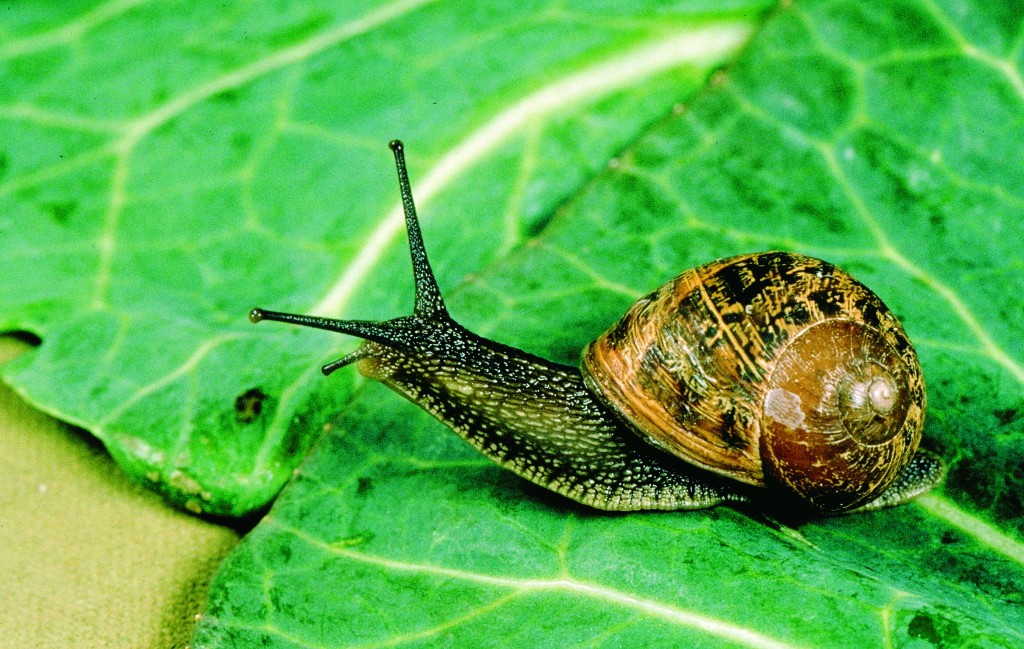 snail