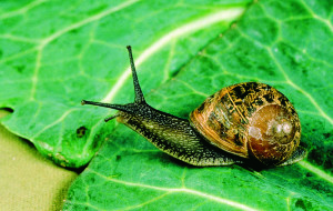 snail