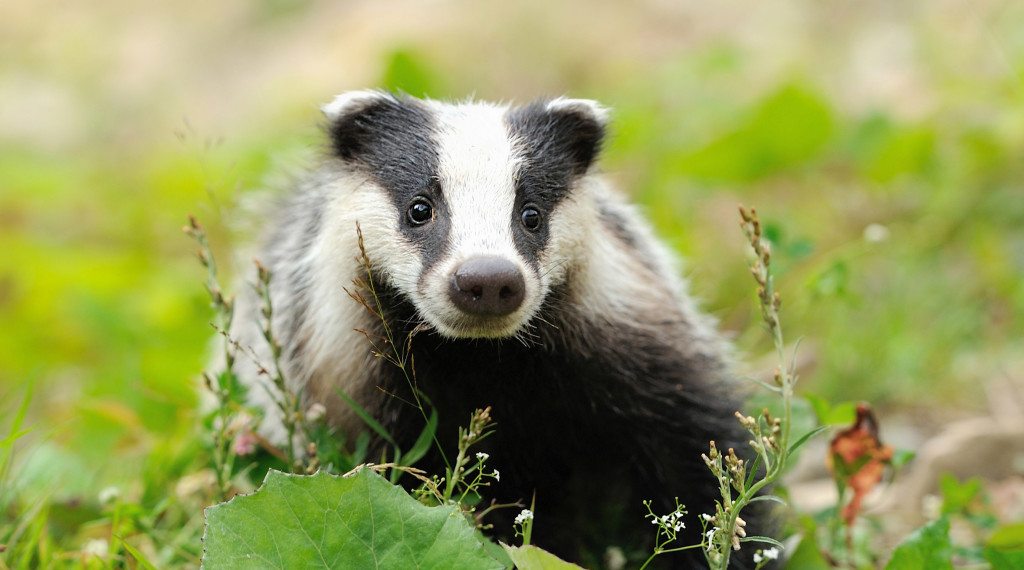 badger