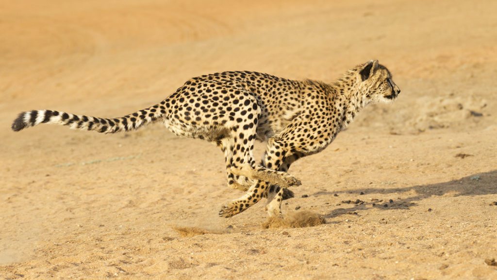 cheetah