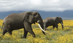 elephants