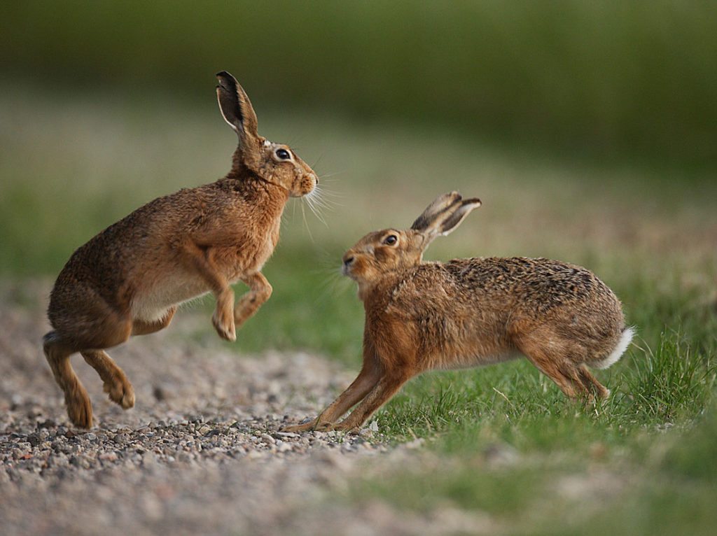 european-hare