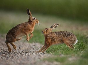 european-hare