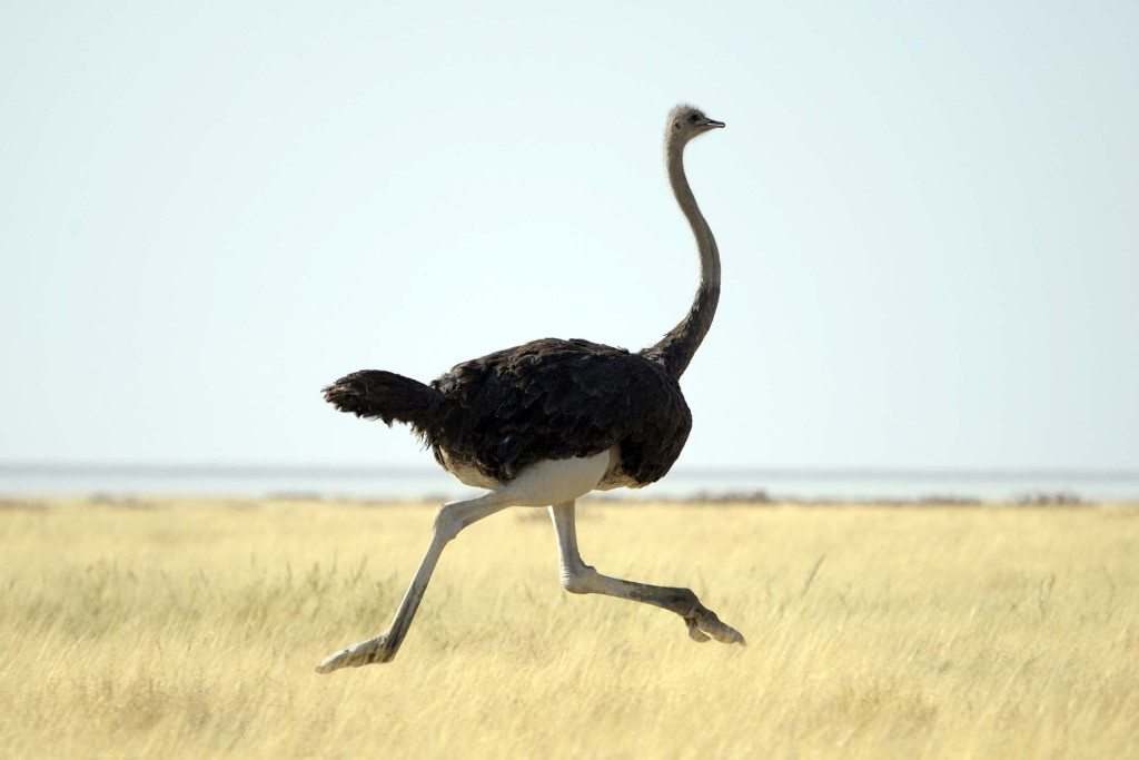 ostrich