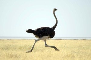 ostrich