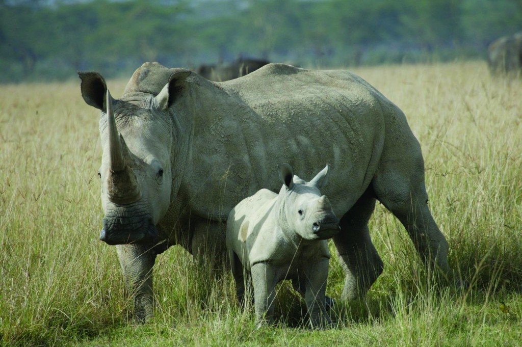 rhinos