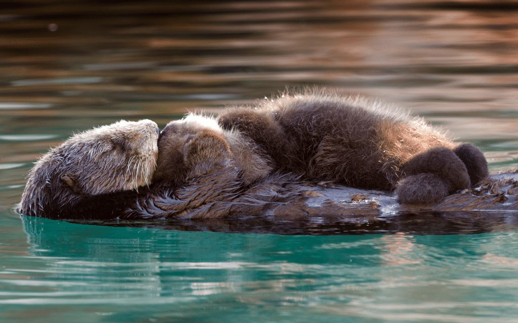 sea-otter
