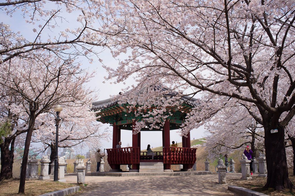 south-korea-cherry-blossom