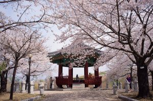south-korea-cherry-blossom