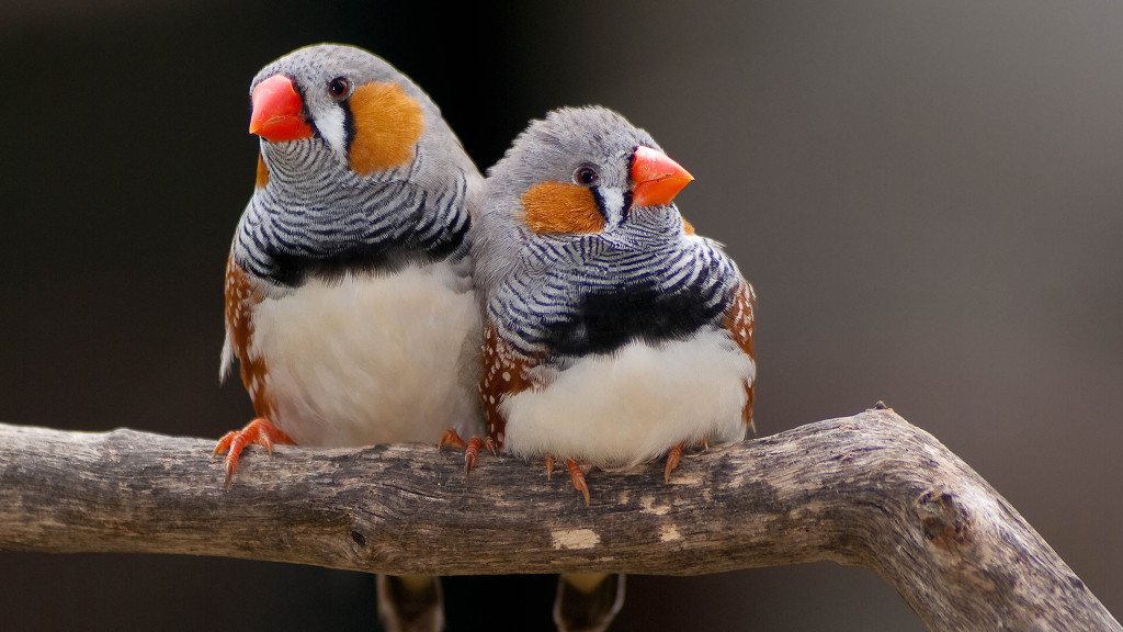 zebra-finch