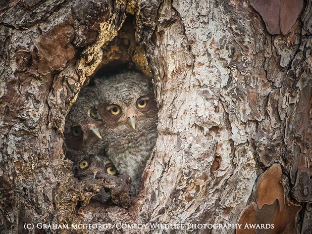 animals-caught-in-funny-situations-4