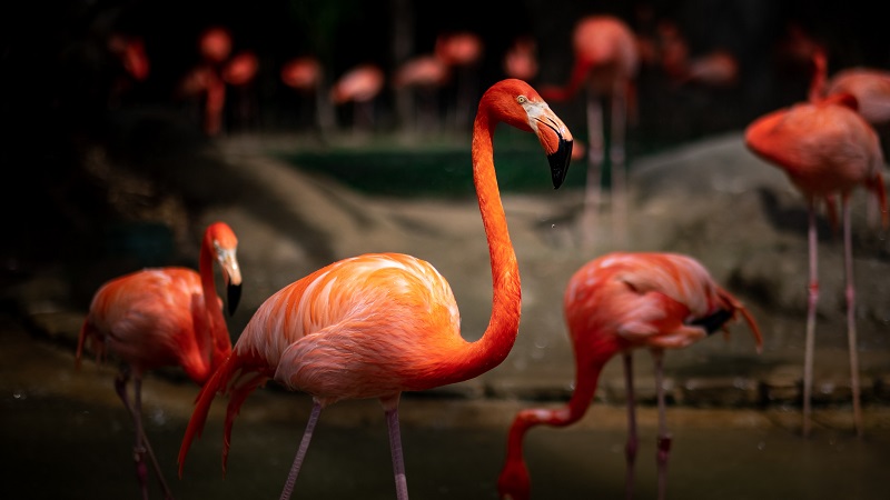 Flamingo birds