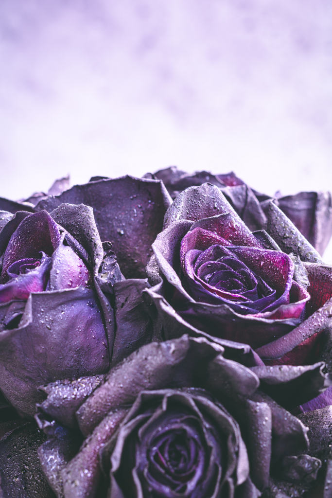 lavender roses