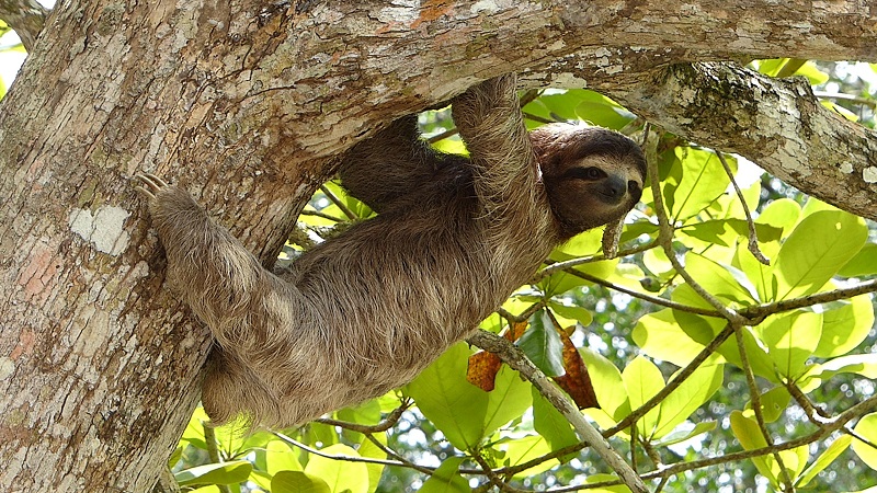 sloth