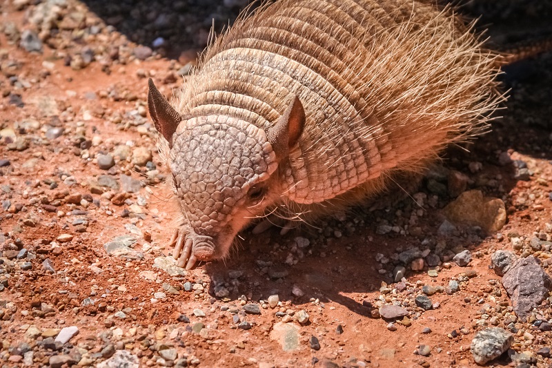 armadillo