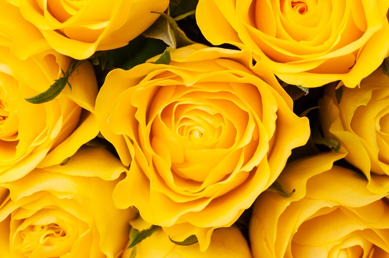 yellow roses