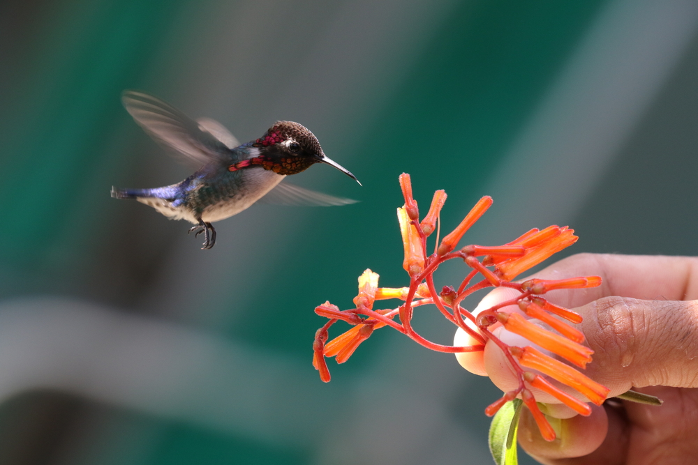 bee hummingbirds