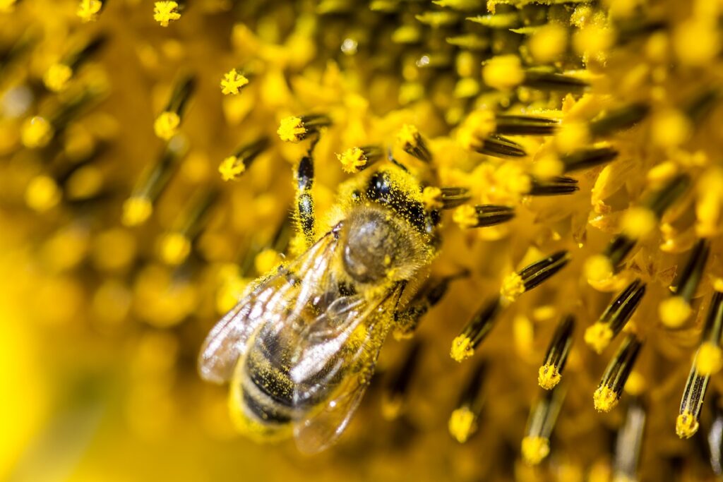 bee
