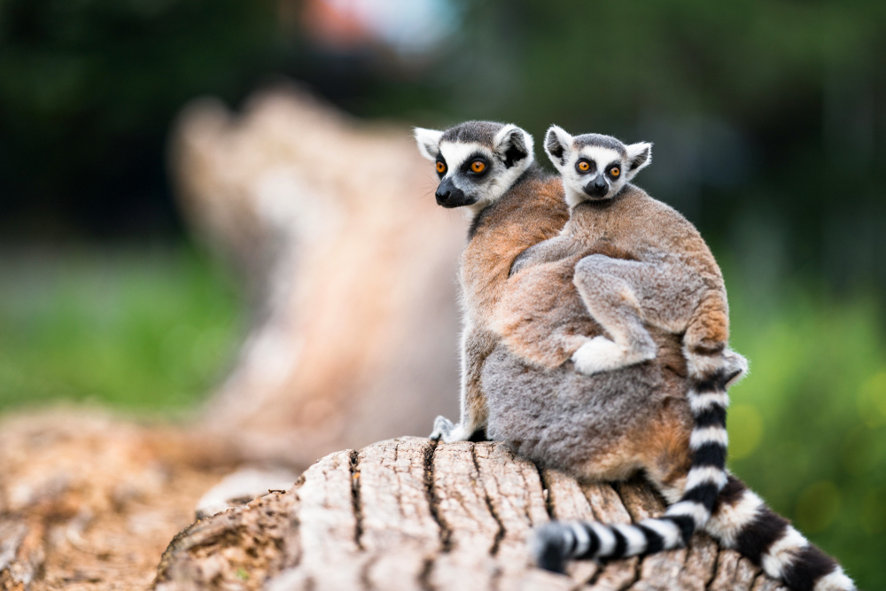 lemurs